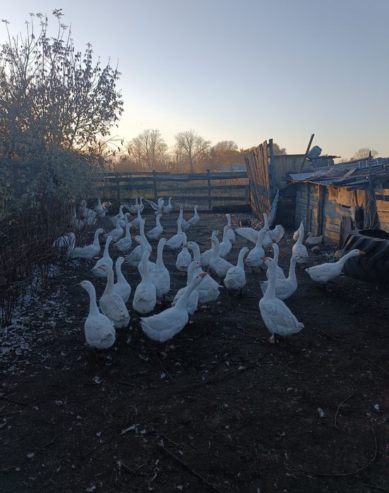Продам гусей на выбор