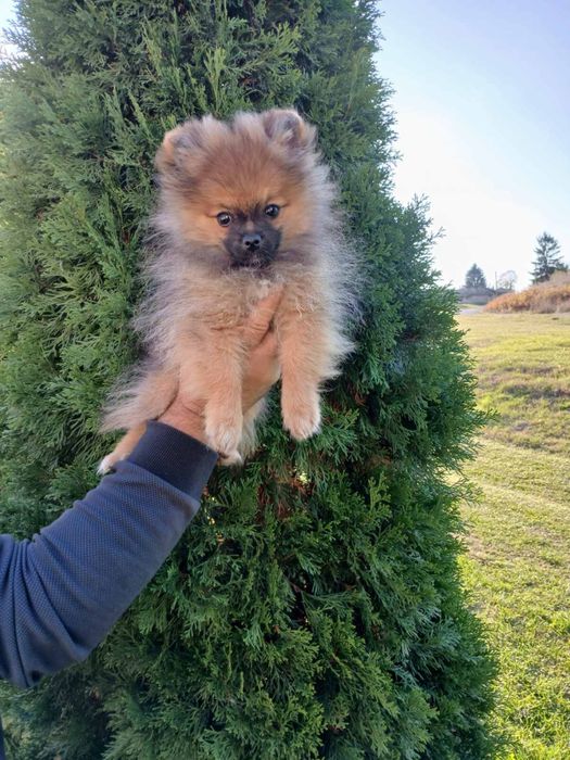 Померан/померанче