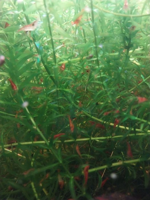Creveti red cherry acvariu