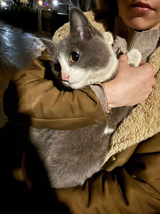 НАЙДЕН КОТ, отдам в хорошие руки