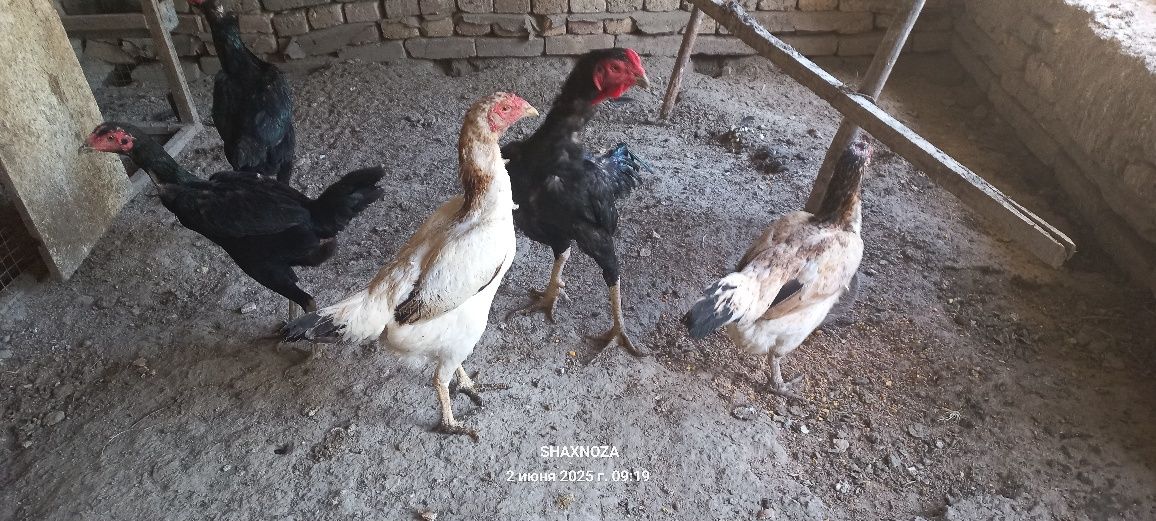 Куланги тухумлар