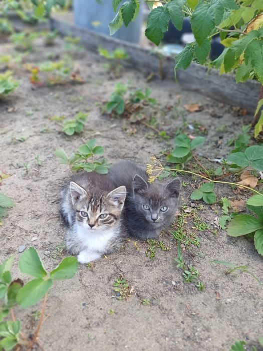 Отдам котят в хорошие руки