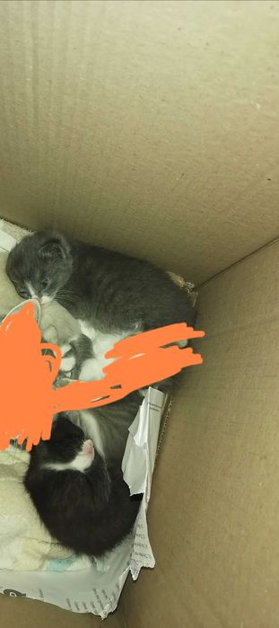 Мушукчалар масулиятли кишилар учун