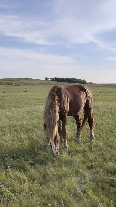 Продам жеребца 4х годовалого