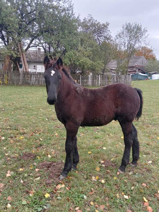 Vand manz negru cu varsta de 5 luni