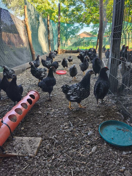 Pui de vânzare cu vârsta de 2 -3 luni