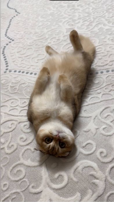 Продается коша золотая шинишилла чистокровная