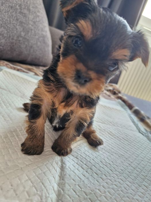 Yorkshire Terrier Mini Toy