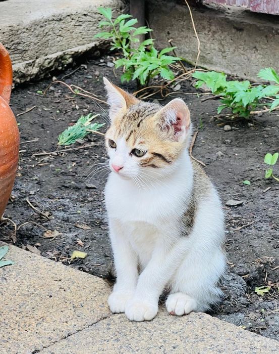 Pisici pentru adoptii responsabile