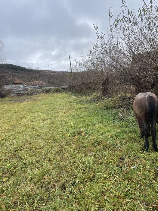 Vand sau schimb manz