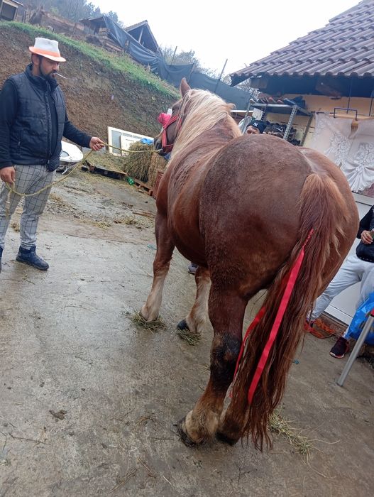 Vând iapă de 6 ani garantata din or ce punct de vedere