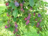 Vând prune pentru palinca - Salaj