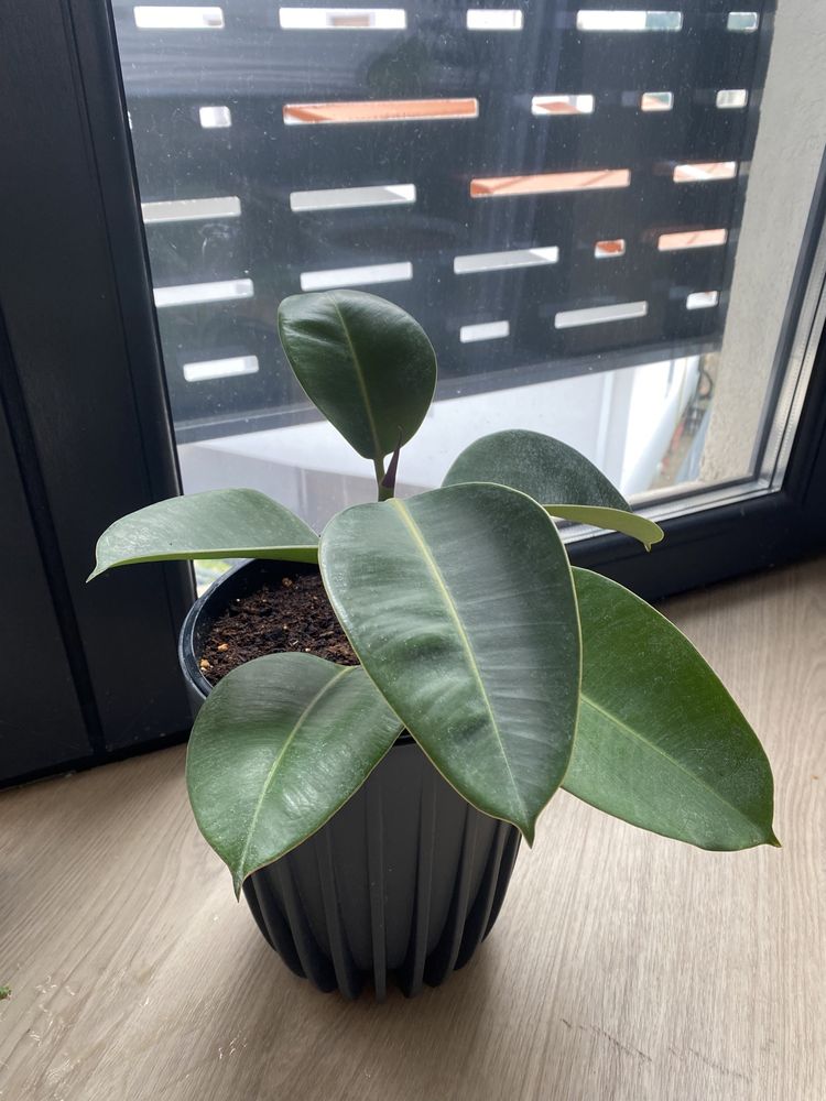 Plante de interior