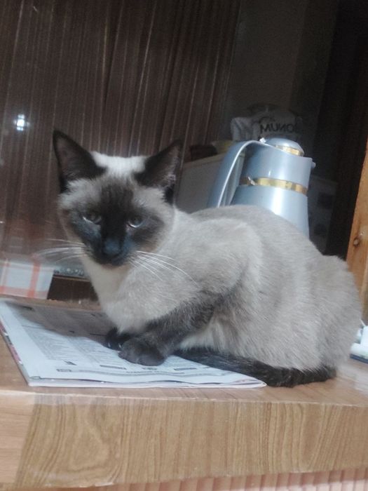 Сиямская кошка девочка