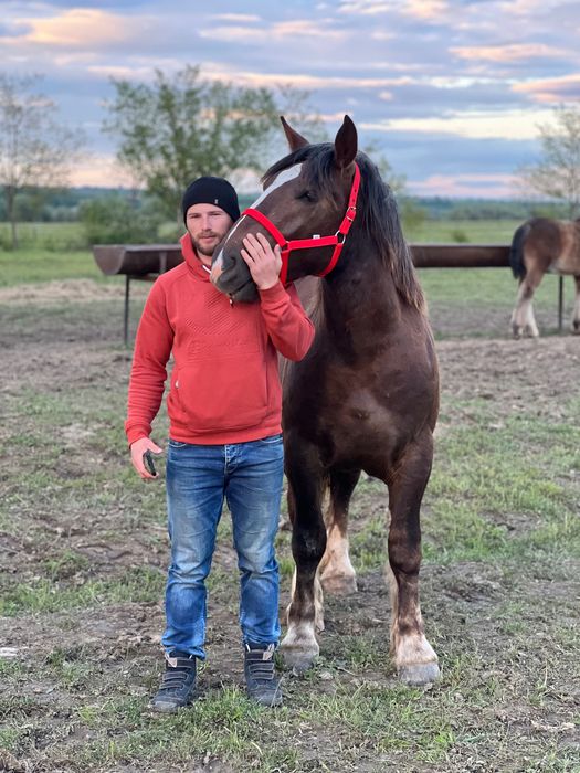 Armăsar de monta, rasa  Breton cu pedigree
