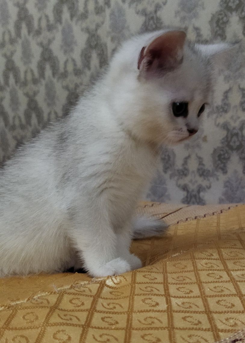 Классика Серебро Шотландский котёнок.