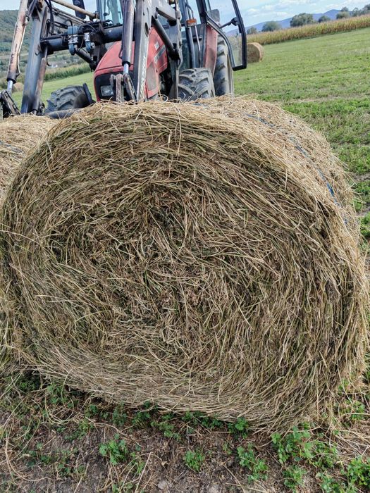 Lucernă coasa 3 și 4