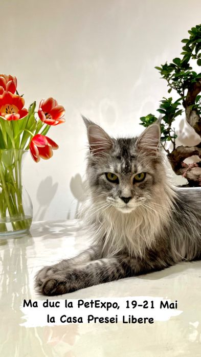 Femela Maine Coon silver tabby
