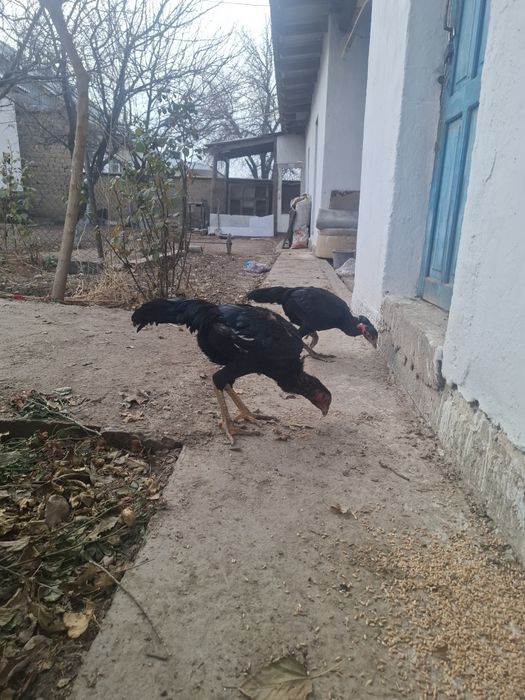 Дакан тауық  қораз шамо китаи сатылады қызыққандар болса хабарласыңдар