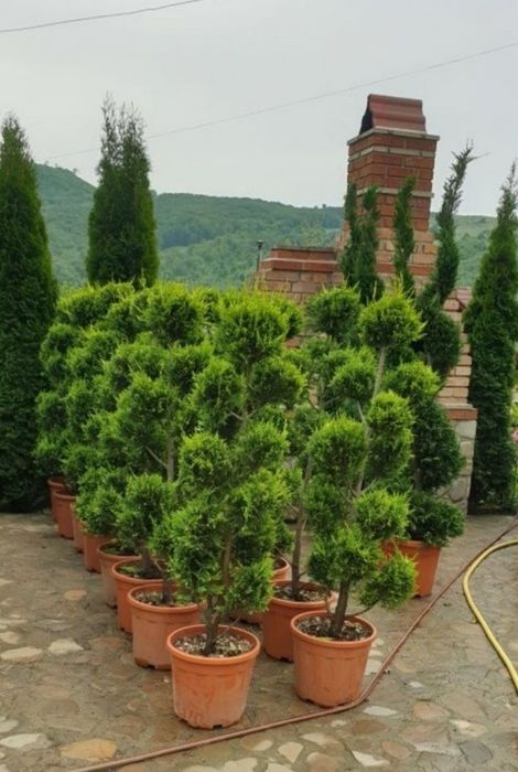 Vand plante ornamentale aclimatizate tuia smarald leilandy gazon rulou