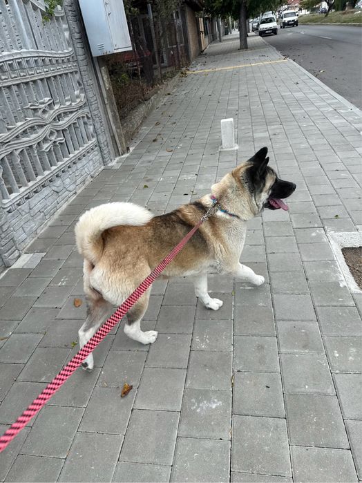 Америкаска акита кученца мъжки и женски