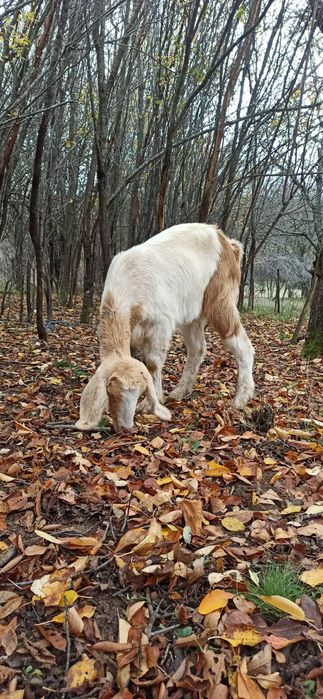 женско яре, мъжко шиле, Неми патици(женски)