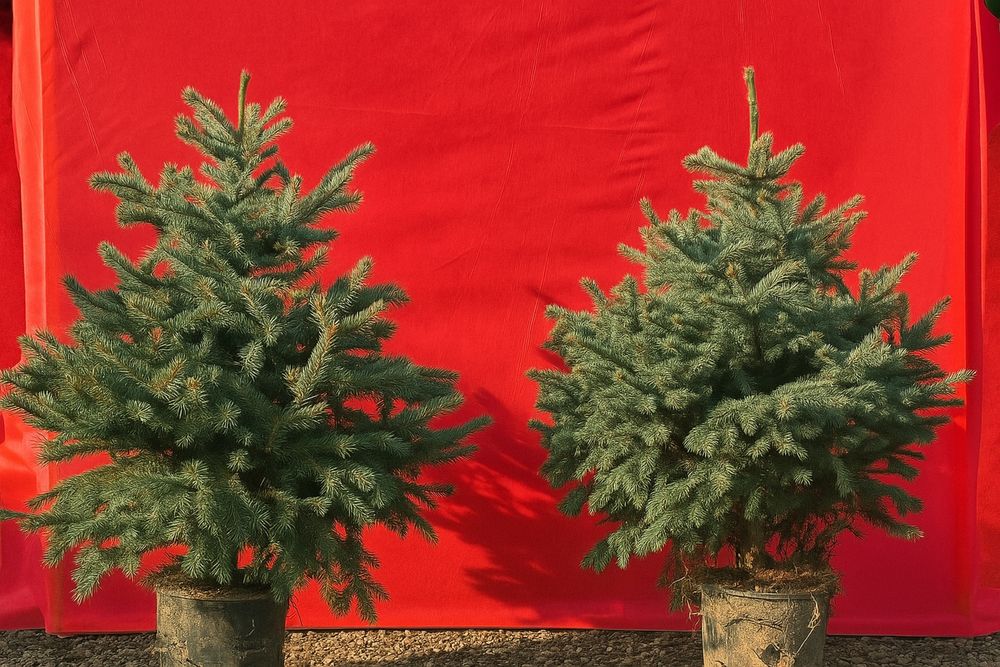 Голубая ель супер блю