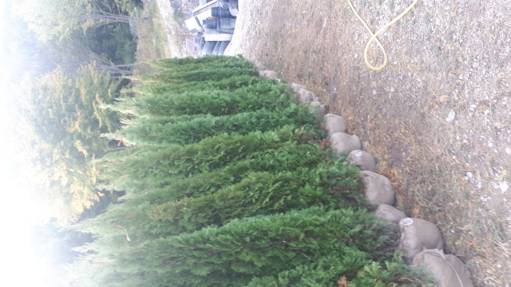 Tuia plante ornamentale