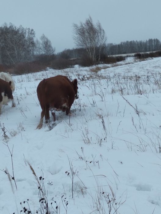 Семіз құнажындар мен ту сиырлар сатылады Ақкөл ауданы кеңес ауылында т
