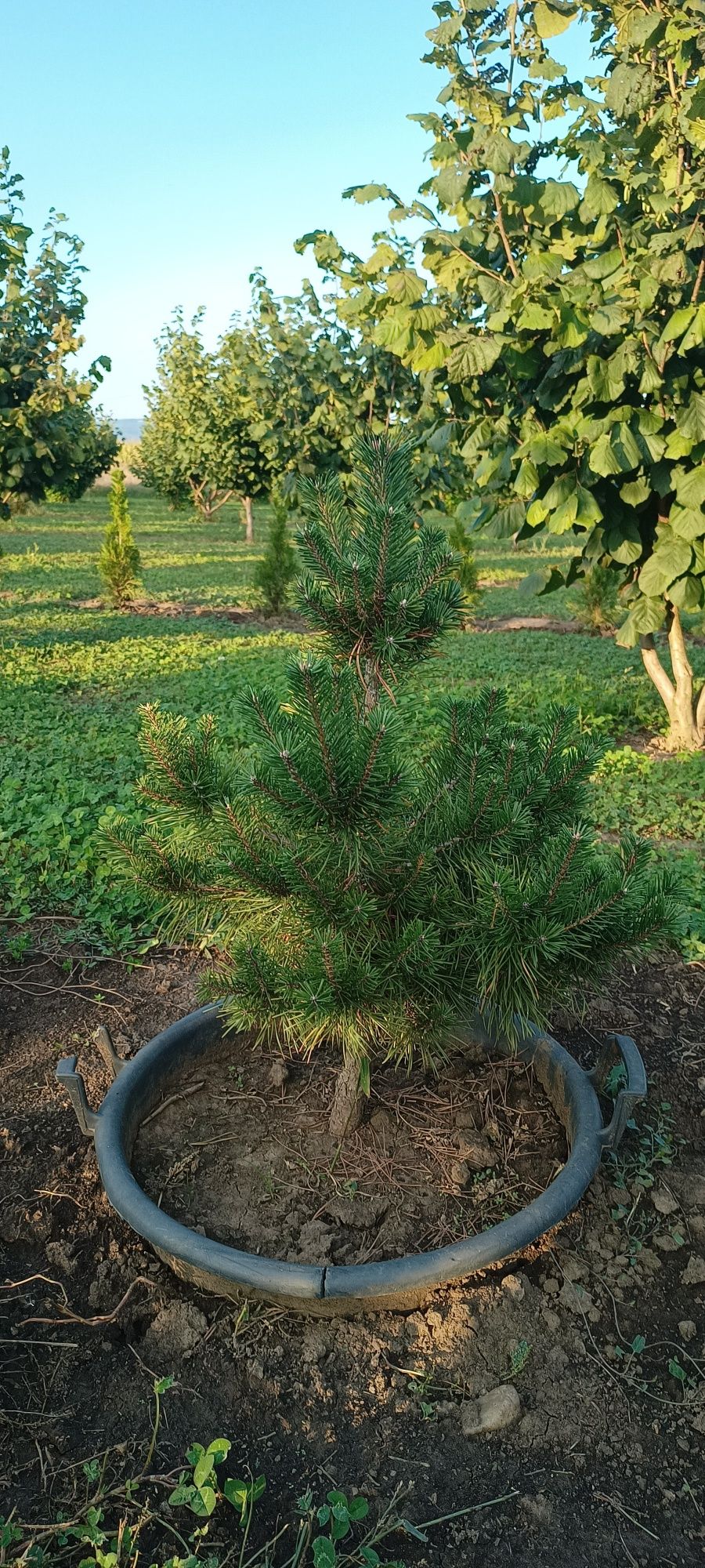 Pin la  ghiveci 70l