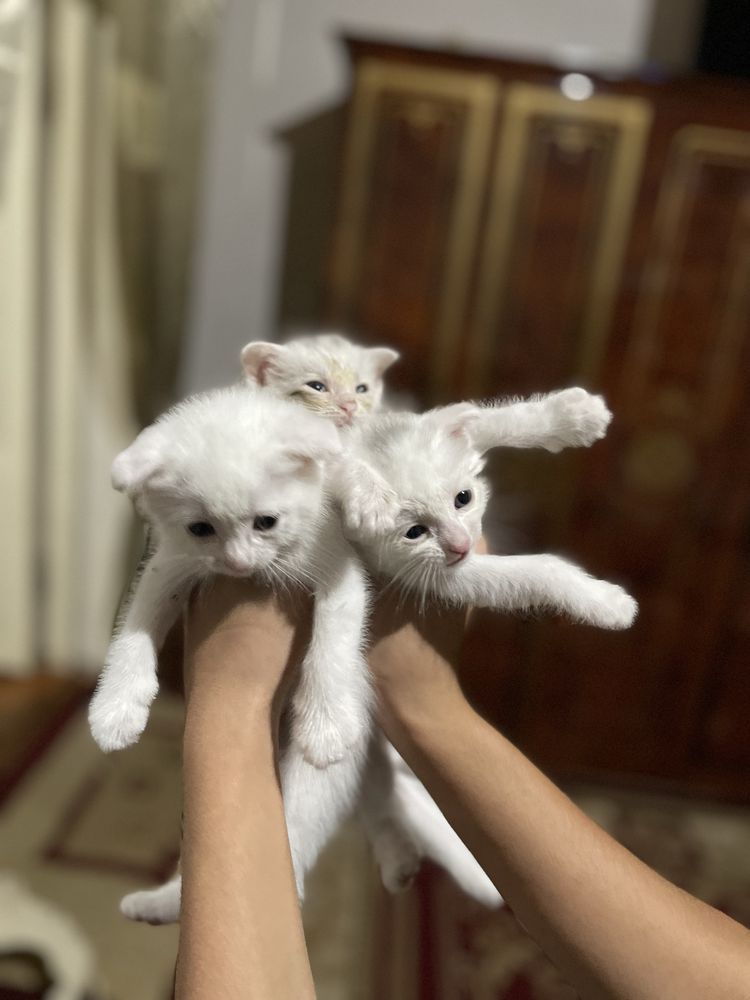 Шатласки кошка shatlanski mushuk