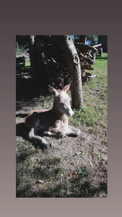 măgăreața cu pui schimb cu oi breze