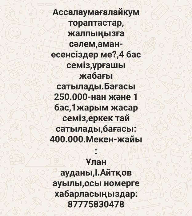 4 бас семіз,ұрғашы жабағы және 1 бас,1 жарым жасар семіз,еркек тай