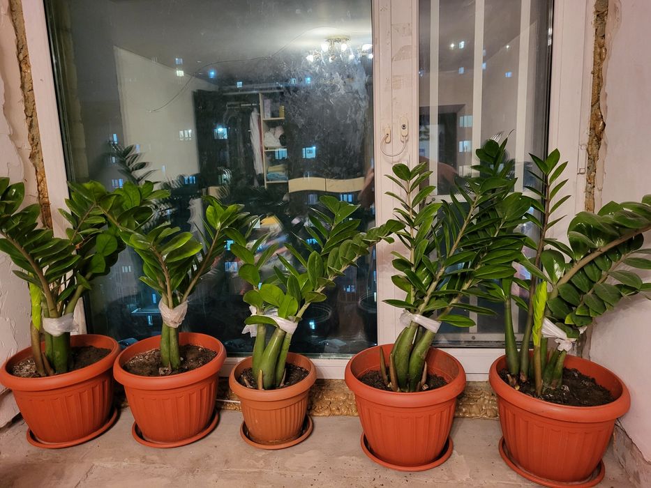 Цветы, Денежное дерево.