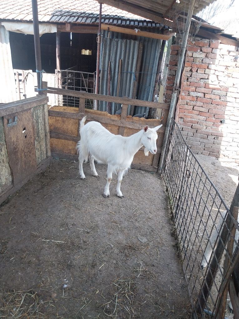Vând gâște  vând capre