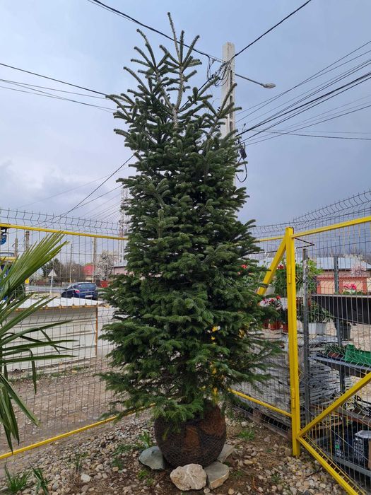 Livrare rapidă și plantare profesională la cerere