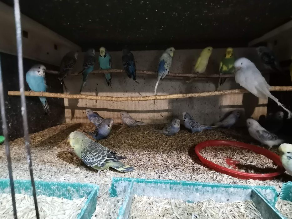 Papagali perusi inelați