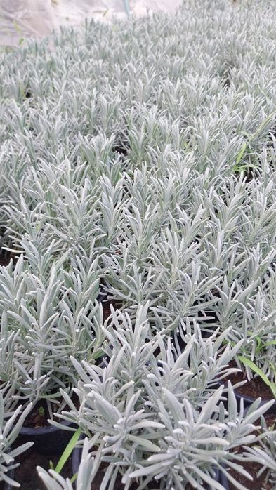 Lavandă  la ghiveci