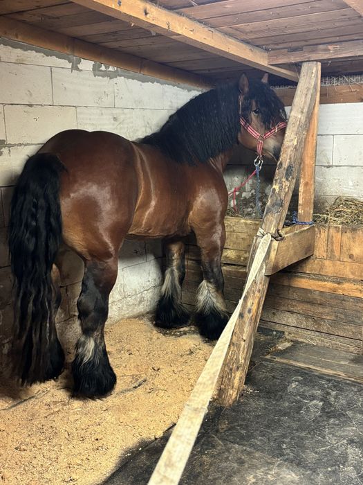 Harmasar de vanzare !