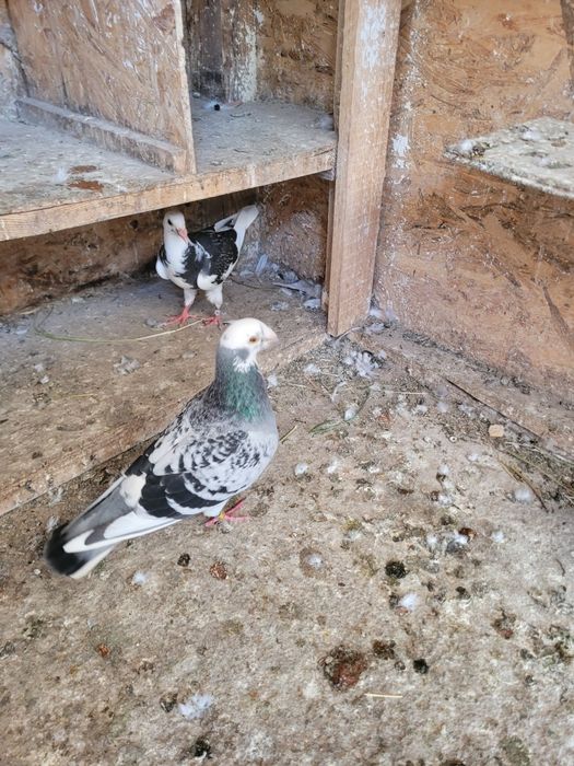 Vând porumbei de diferite rase