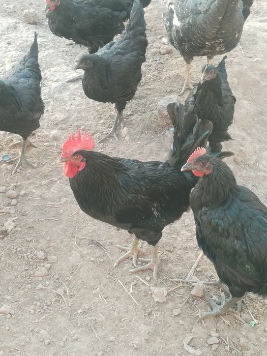 Qorashaxzoda va brama tovuqlari sotiladi