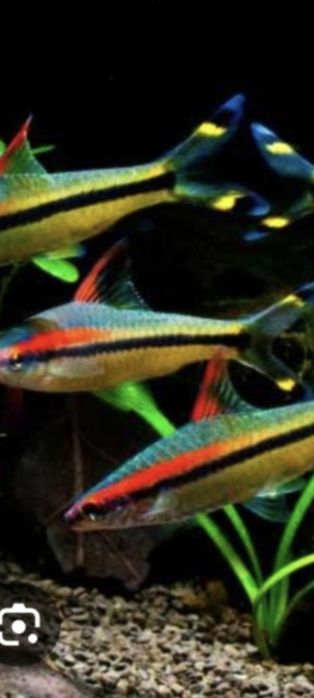 Барбусы Денесони