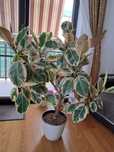 De Vânzare: Ficus Elastica Variegata,  bijuteria verde a casei tale