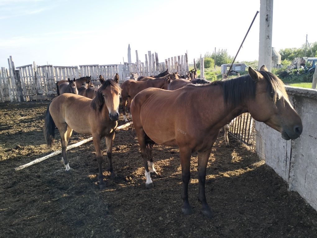 Продам лошадей. Не дорого.