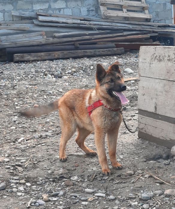 Срочна Продам немецкий овчарка