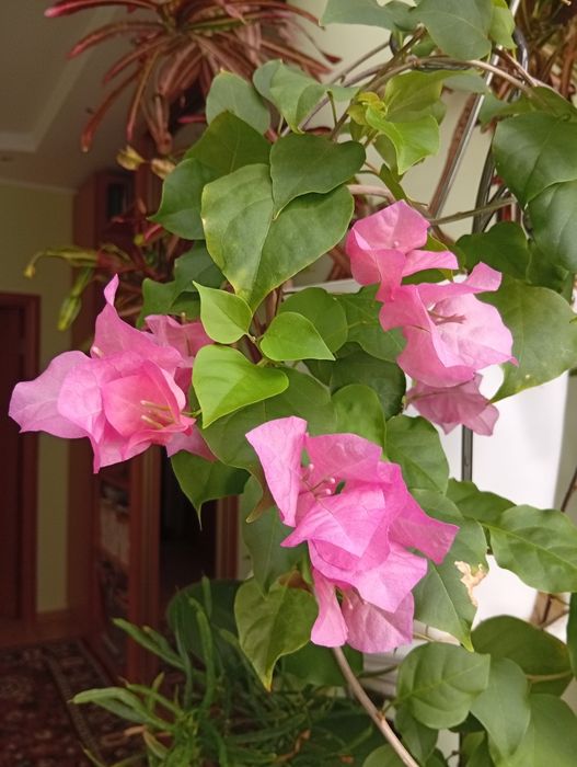 Продам цветок Бугенвили и Кротон