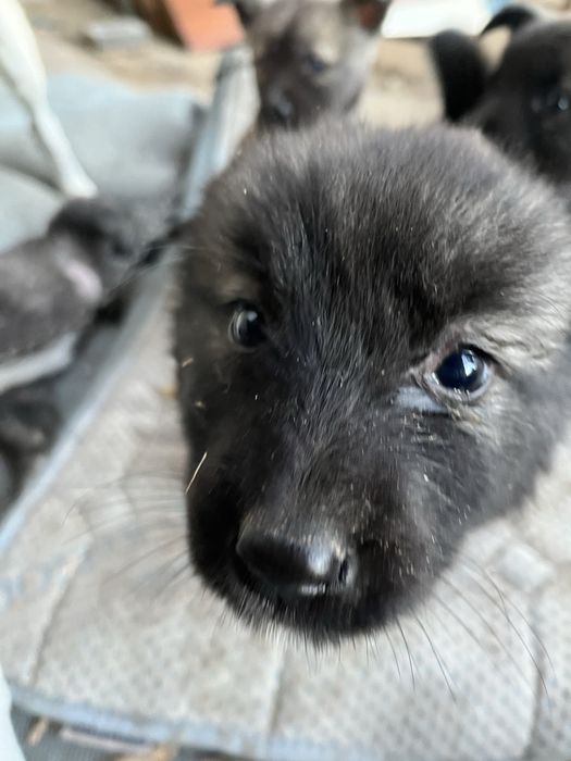 Donez spre adoptie pui din husky. Somova, Tulcea.