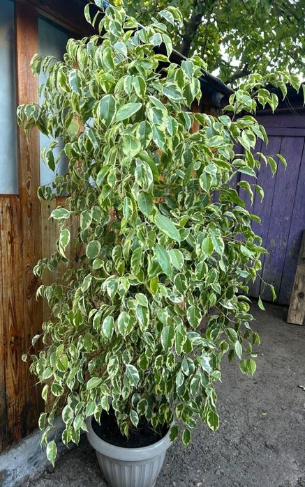 Продам комнатные растения