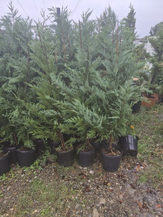 Tuia leylandii Tuia smarald