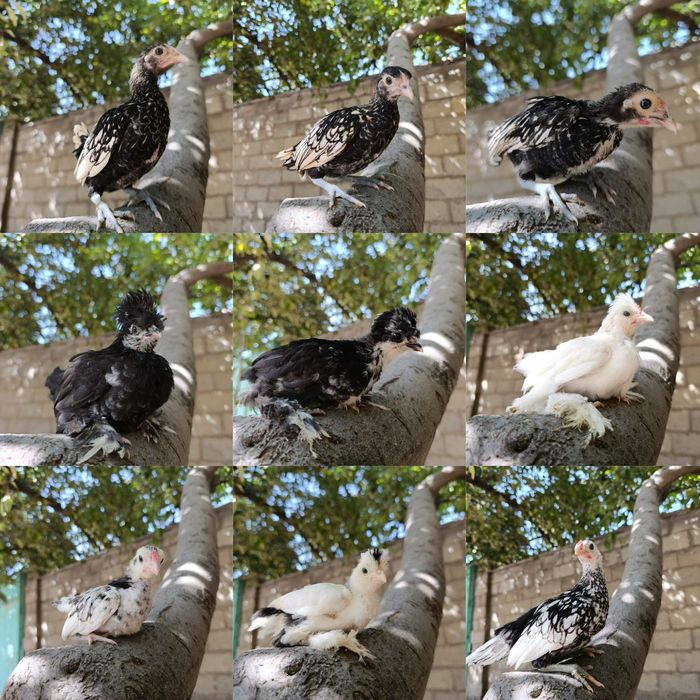 Японский Бетнамка, Сибрайт Лимон Серебро